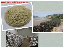 100%  Natural   Kelp  Powder