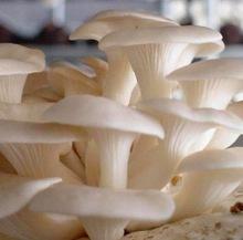 Hot sale high quality vietnam mushroom
