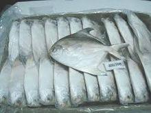 Fresh / Frozen Silver Pomfret Fish Whole Round
