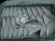 Frozen White Silver Pomfret Fish