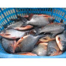 Frozen silver pomfret fish whole round