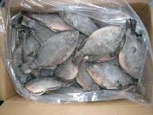 Premium Quality Frozen Herring Fish tilapia fish Frozen Pomfret Fish