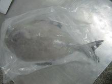 Frozen Silver Pomfret, Black Pomfret , Goldern Pomfret Fish