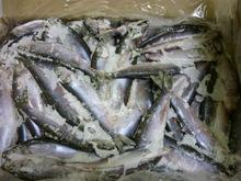 Pacific  Herring  and  Atlantic   Herring  Fish for sell,  Frozen   Atlantic  and Pacific  Herring  for sell