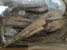 frozen  hake   HGT  frozen fish for sale