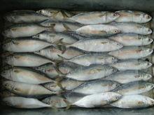 Frozen  Whole   Salmon  Fish