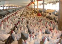 Whole Frozen Chicken and Live Chicken