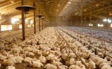 Live Chickens (Layer)