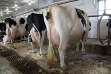 Live Friesian Holstein Cow.Pregnant Holstein Cow