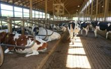 Live Dairy Cows and Pregnant Holstein Heifers Cow