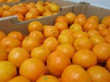 Fresh Navel Oranges- Premium Quality