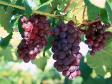 Sweet Fresh Grapes For Sale