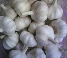 NATURAL FRESH GALIC PURE WHITE GOOD PRICE