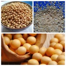 soybean meal GMO
