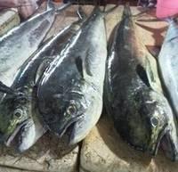 Whole Mahi Mahi Frozen Fish