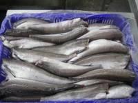 Hake Fish