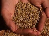 Lentils Seeds for Sale with Low Price