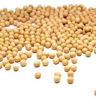 Non-GMO  Dry   Soybean  Cheap  Soybean s for Sale