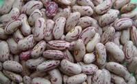 Light Speckled Kidney Beans