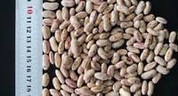 Light Speckled Kidney Beans / Sugar Beans / Pinto Beans