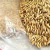  feed   grain  oats in bulk prices raw oats
