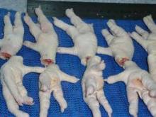 Grade AAAA halal chicken paws