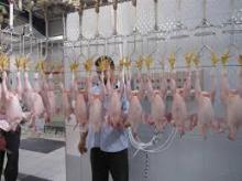 BRAZIL HALAL FROZEN WHOLE CHICKEN, PAWS, PROCESSED FEET... BRAZIL HALAL FROZEN WHOLE CHICKE