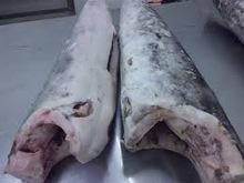  Sword   Fish 