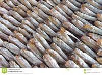 Dry Stock Fish Head