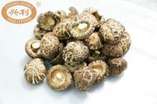 Autumn Cultivated 5.0-5.5cm Cap Stem Cut Cracking Red Flower Surface  Dried   Shiitake   Mushroom 