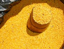 Mustard seed Yellow
