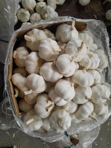 fresh garlic