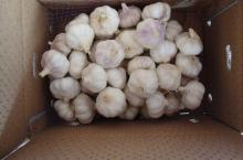  garlic  from laiwu wanxin--- 10kg   carton 