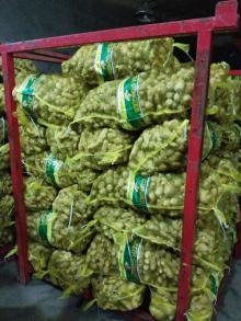 fresh ginger