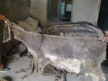 Cow hides