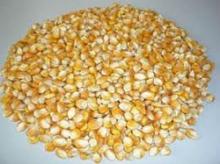 Dry Yellow Corn For Animal Feed Wholesale