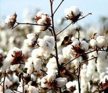cotton seed for animal feed bulk