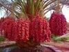 Honey Date,dried fruit, organic red date for sale