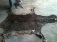 Wet Salted donkey hides Wet/Dry Salted Cattle HIdes for sale