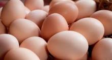 High Fresh Table Eggs Brown And White: 40g-50g-60g-65g-70g For Sales Best Price