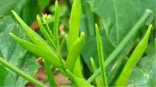 Guar Gum Powder and Products Manufacturing