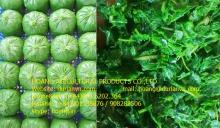 Cassava leaf