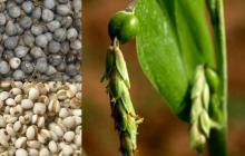  Sorghum   Seed s