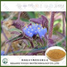 China  Cyanotis  arachnoidea P.E. Beta-Ecdysterone factory