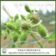 China  Tribulus  Terrestris  Extract  Saponins manufacturer