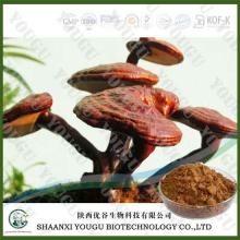 China  Ganoderma   lucidum  extract 10%-60% polysaccharides wholesaler