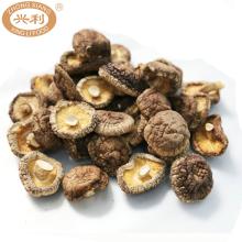 Dehydrated Autumn Brown Surface Cap Completely Curling Rim Stem Cut Shiitake Mushroom ( TABT )