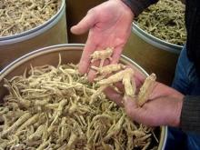  Ginseng   Root  Dried And  Fresh   Root s Available