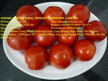 TOMATO