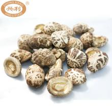Dehydrated Premium Autumn Cracking Maroon Surface Cap Stem  Cut  Flower Mushroom